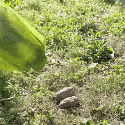 Cumpărător de Murdărie pentru Câini